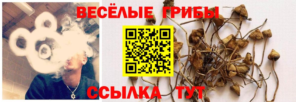 Псилоцибиновые грибы прущие грибы Анжеро-Судженск